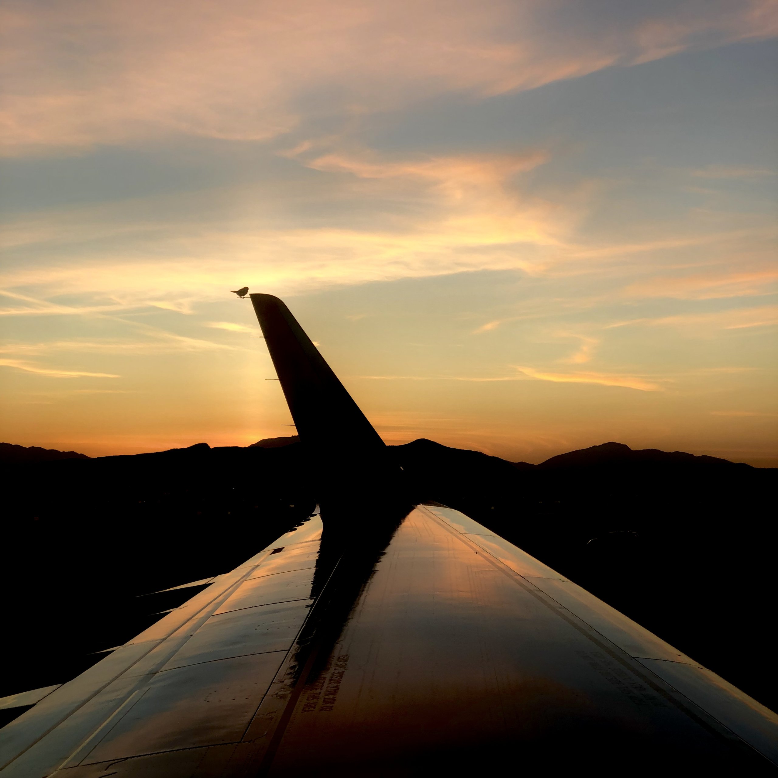 A small bird perches on the winglet of a grounded aircraft at dusk