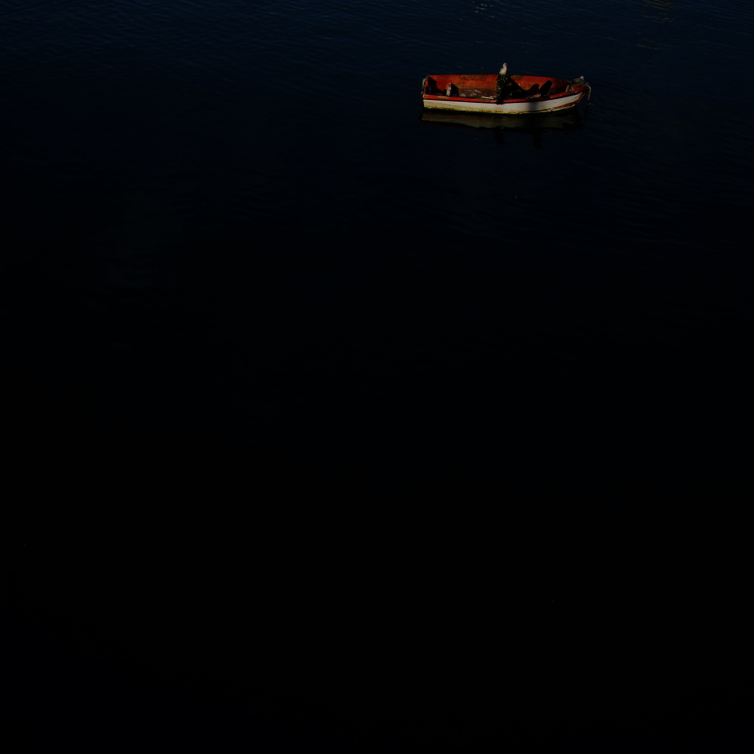 A small red and white boat rides black water, a gull at its bow, cormorants along the gunwale