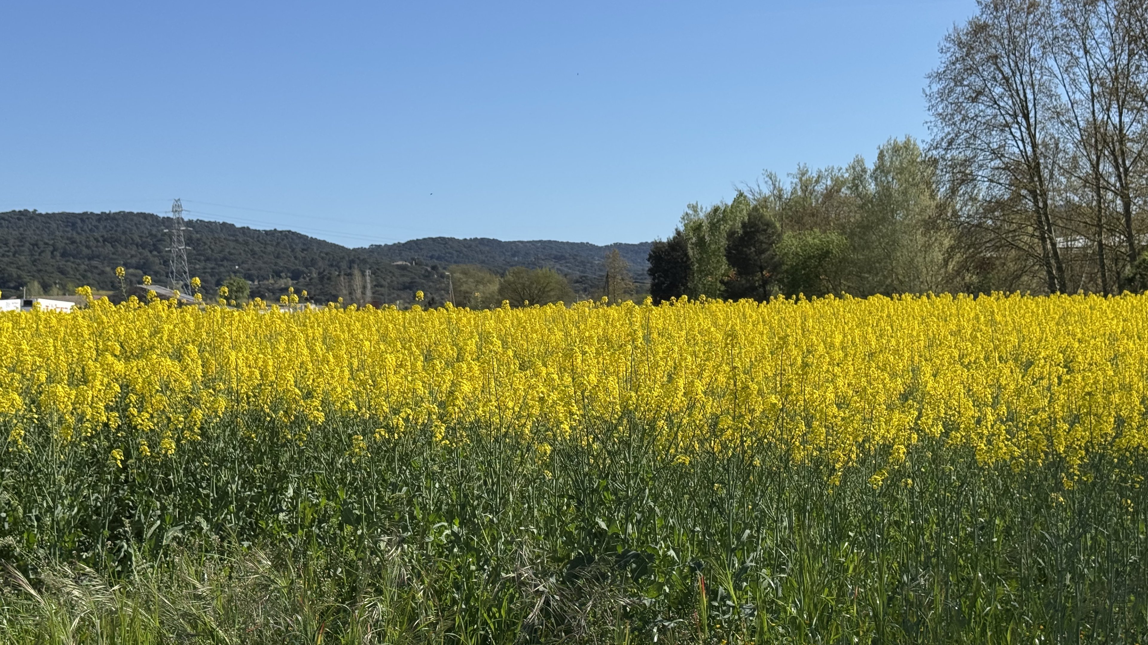 A rapeseed field in full yellow bloom beneath wooded hills