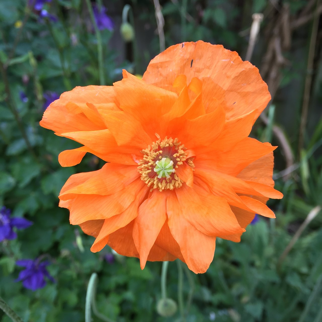 Open orange poppy against green foliage and blue flowers