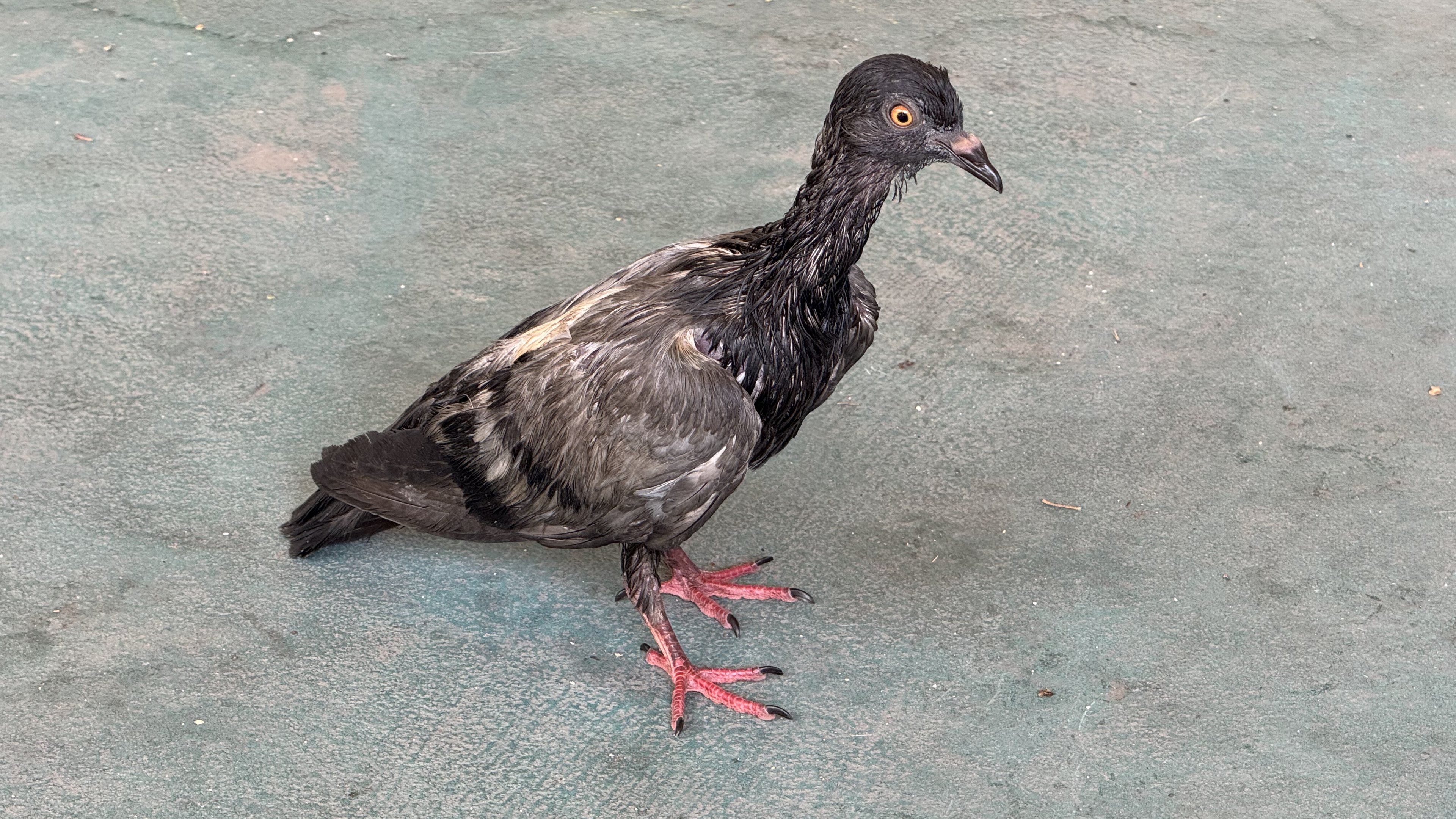 A rain-ruffled young pigeon stands on teal-painted ground