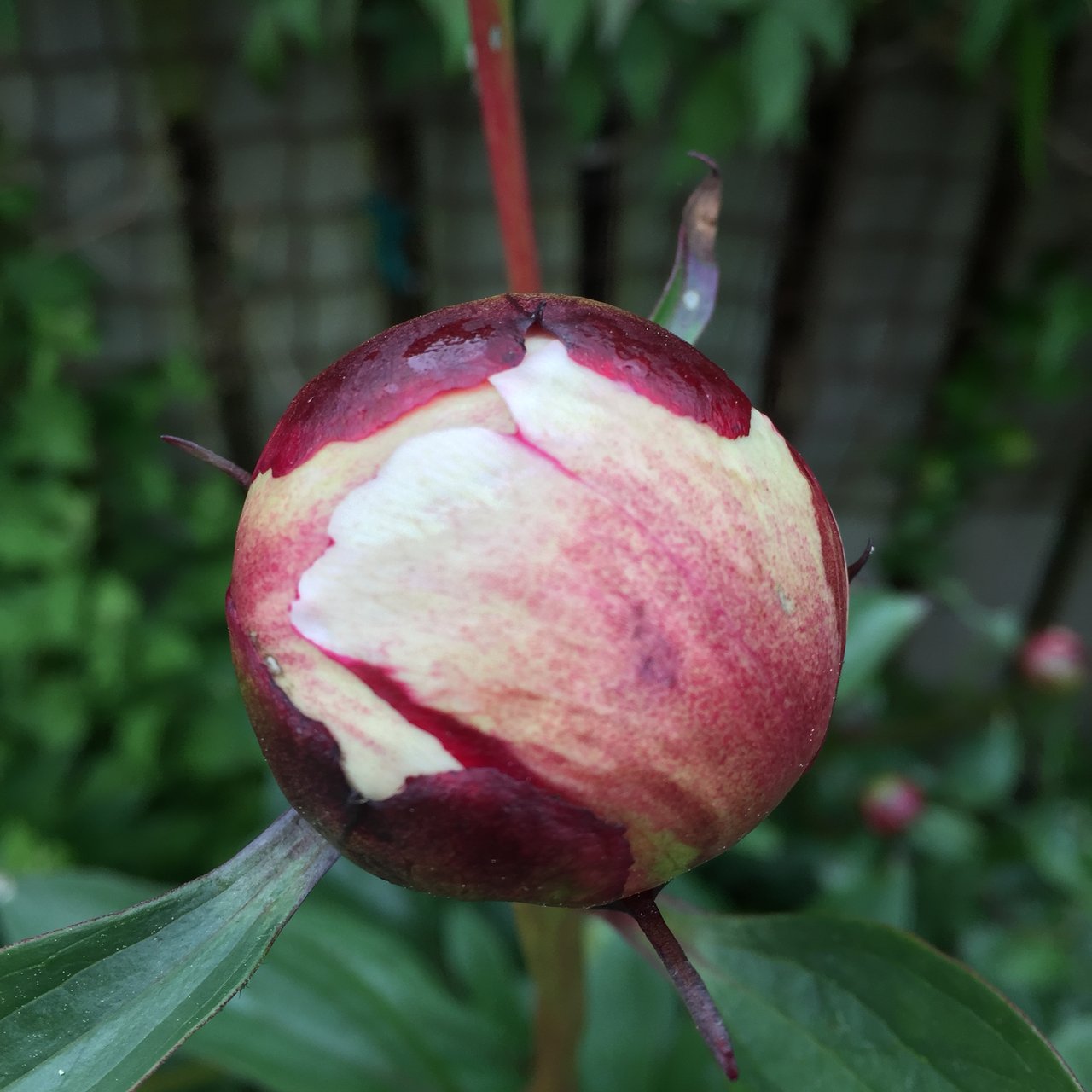 Peony bud splitting open, red sepals over pale petals