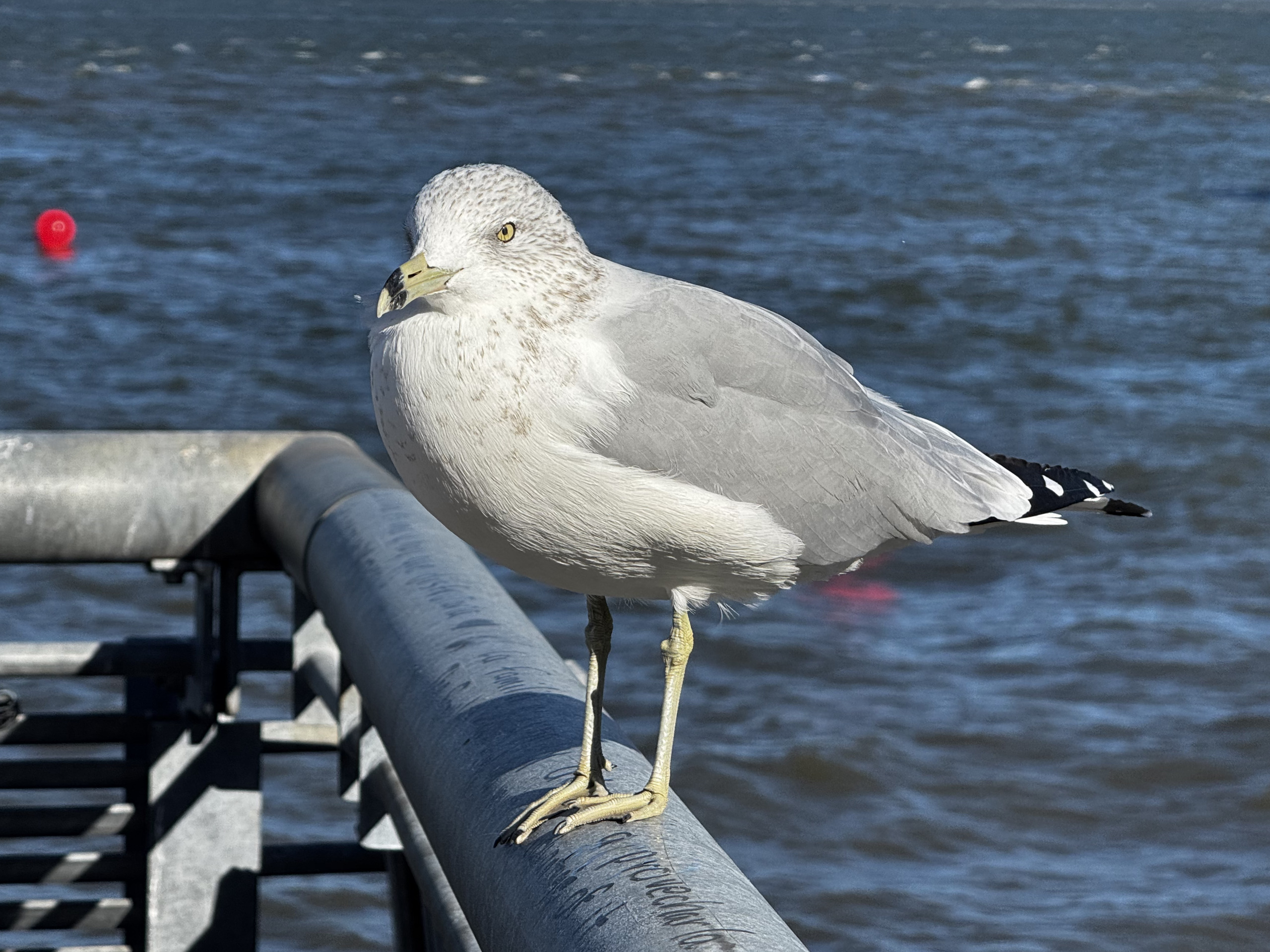 A ring-billed gull stands on a grey harbour railing over choppy blue water, a red buoy behind, at the Staten Island ferry landing in New York