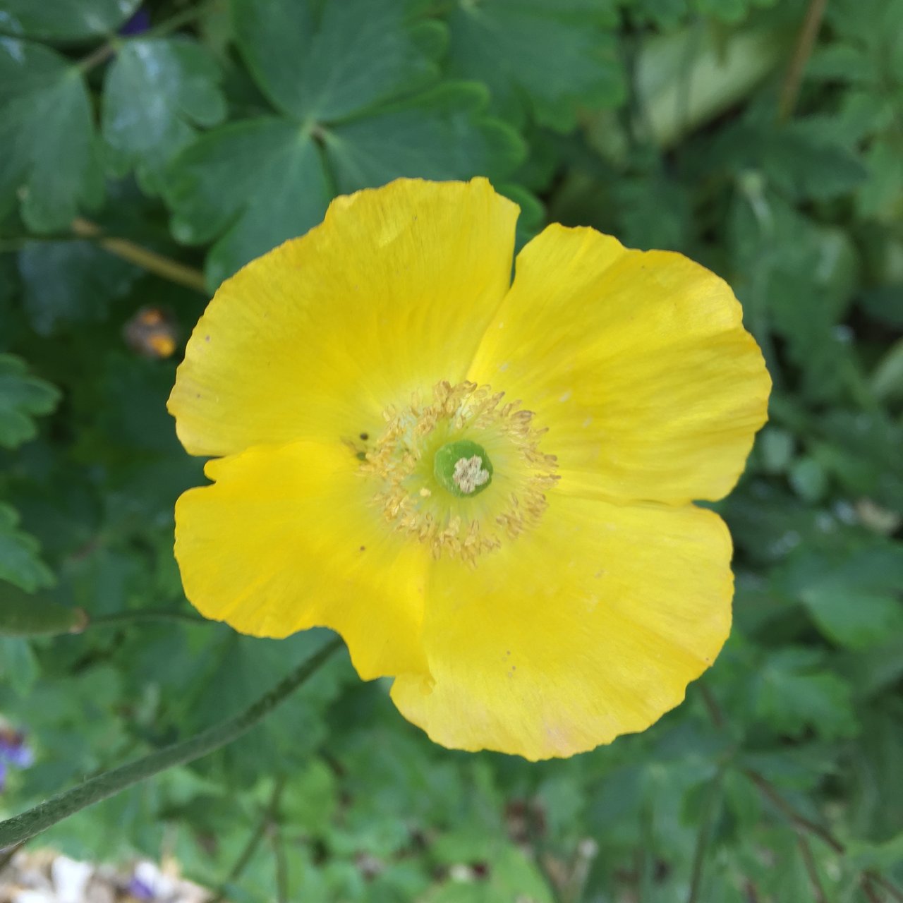 Yellow poppy flat to the camera among wet leaves
