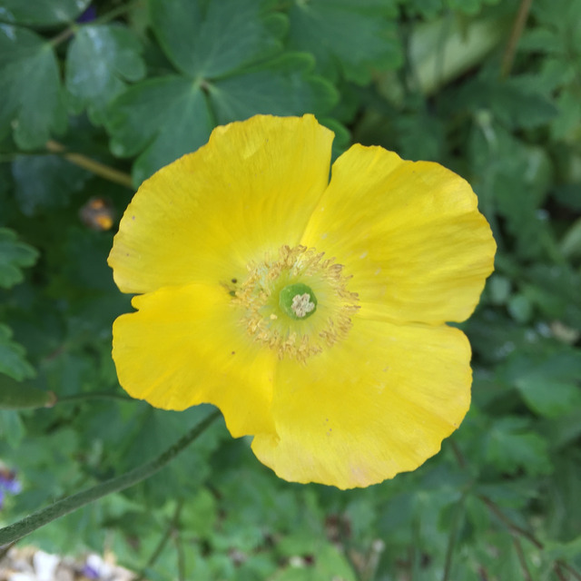 Yellow poppy flat to the camera among wet leaves