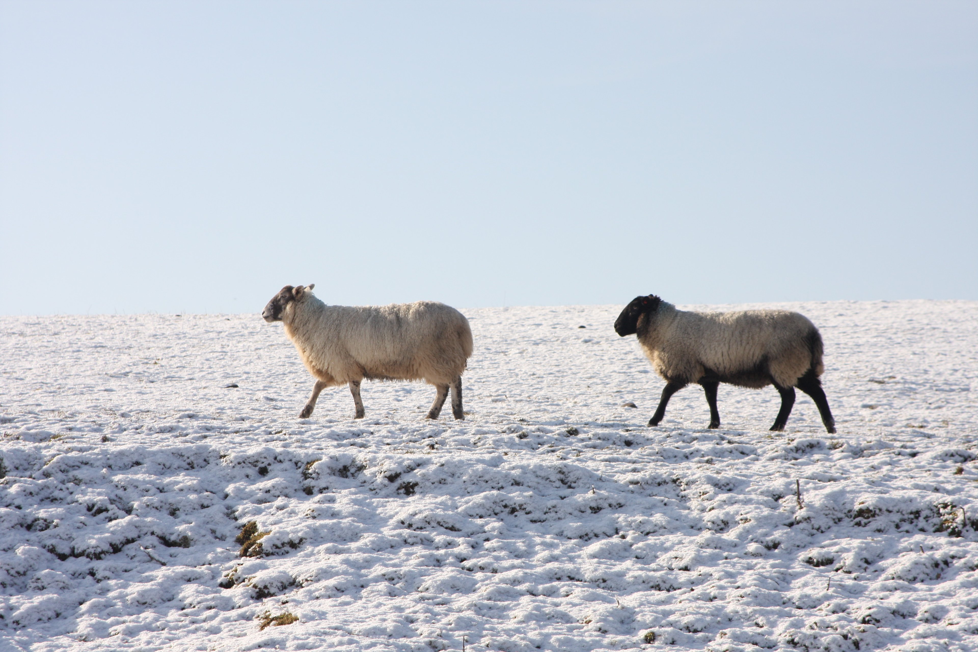 Two sheep crossing a snow-covered field under a pale sky