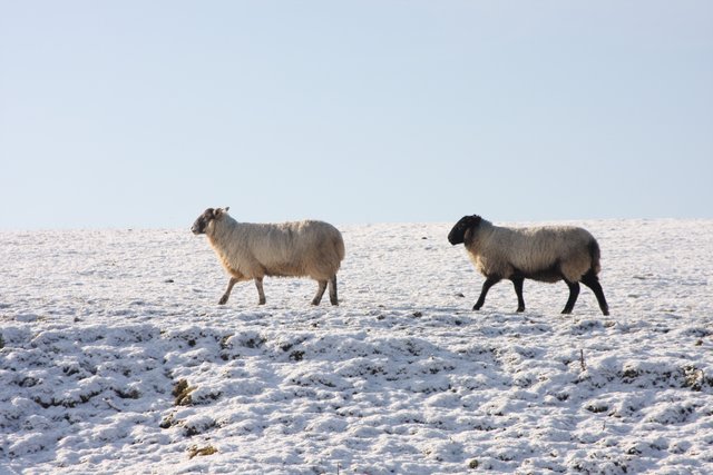 Two sheep crossing a snow-covered field under a pale sky