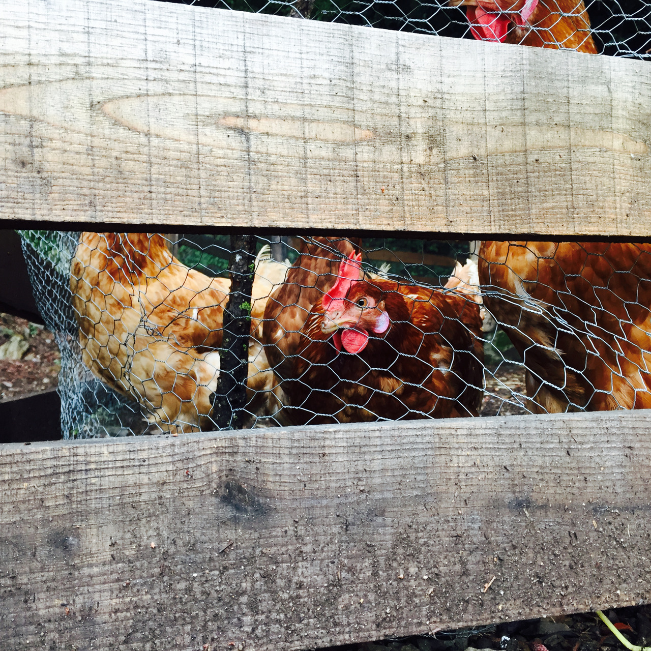 Three brown hens behind chicken wire, seen between two weathered fence planks, the nearest staring straight at the camera