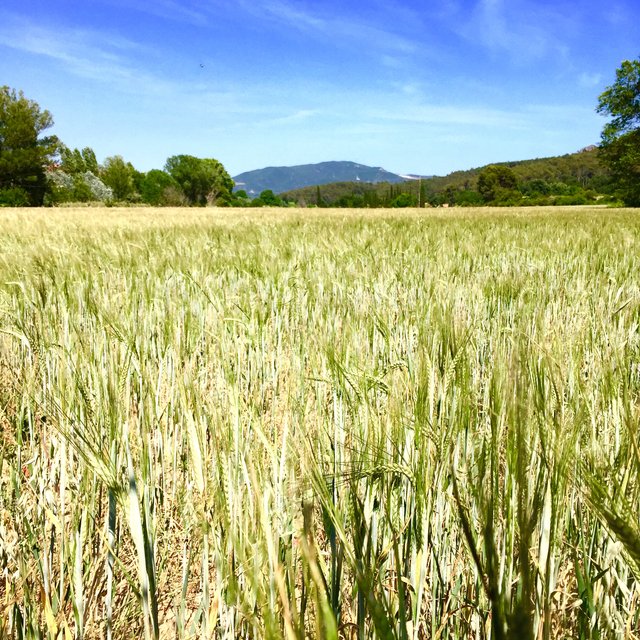 Green barley field under a blue sky, wooded hills behind