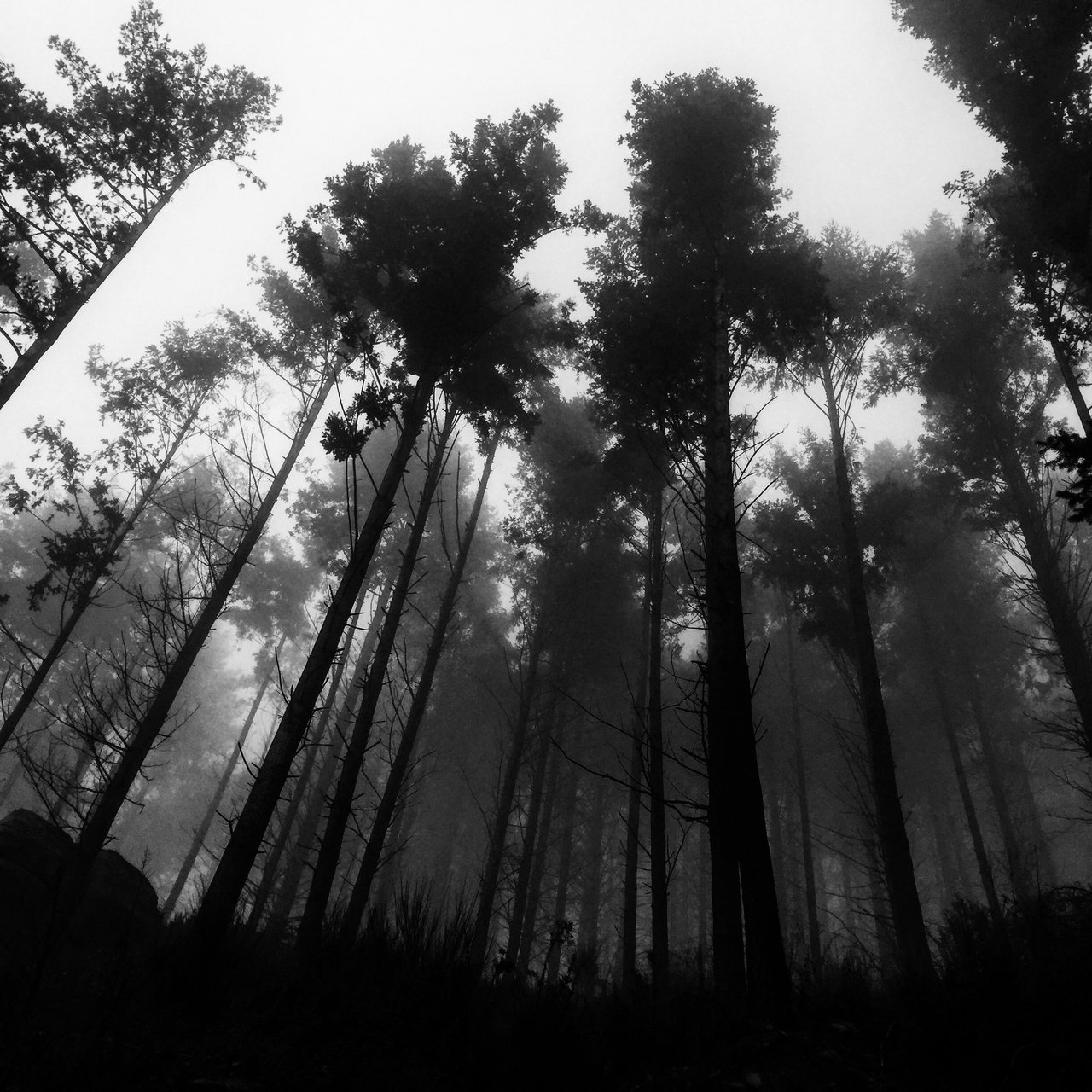 Tall pines vanishing into fog, seen from below, monochrome