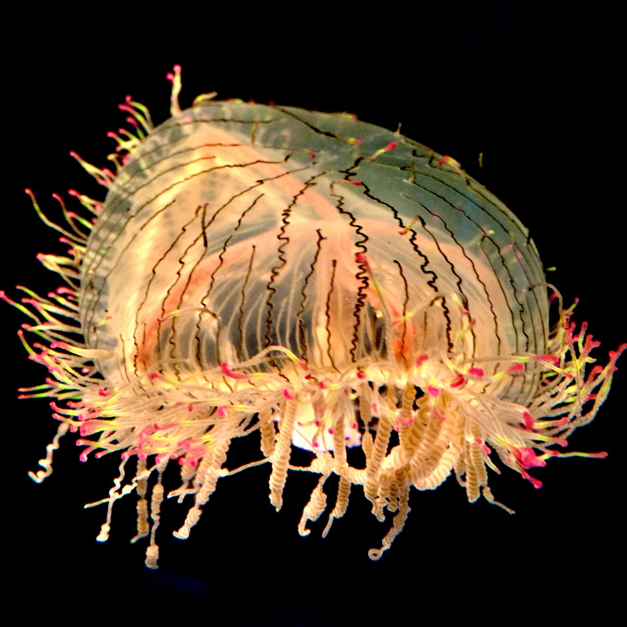 Translucent jellyfish with coiled orange and pink tentacles on black