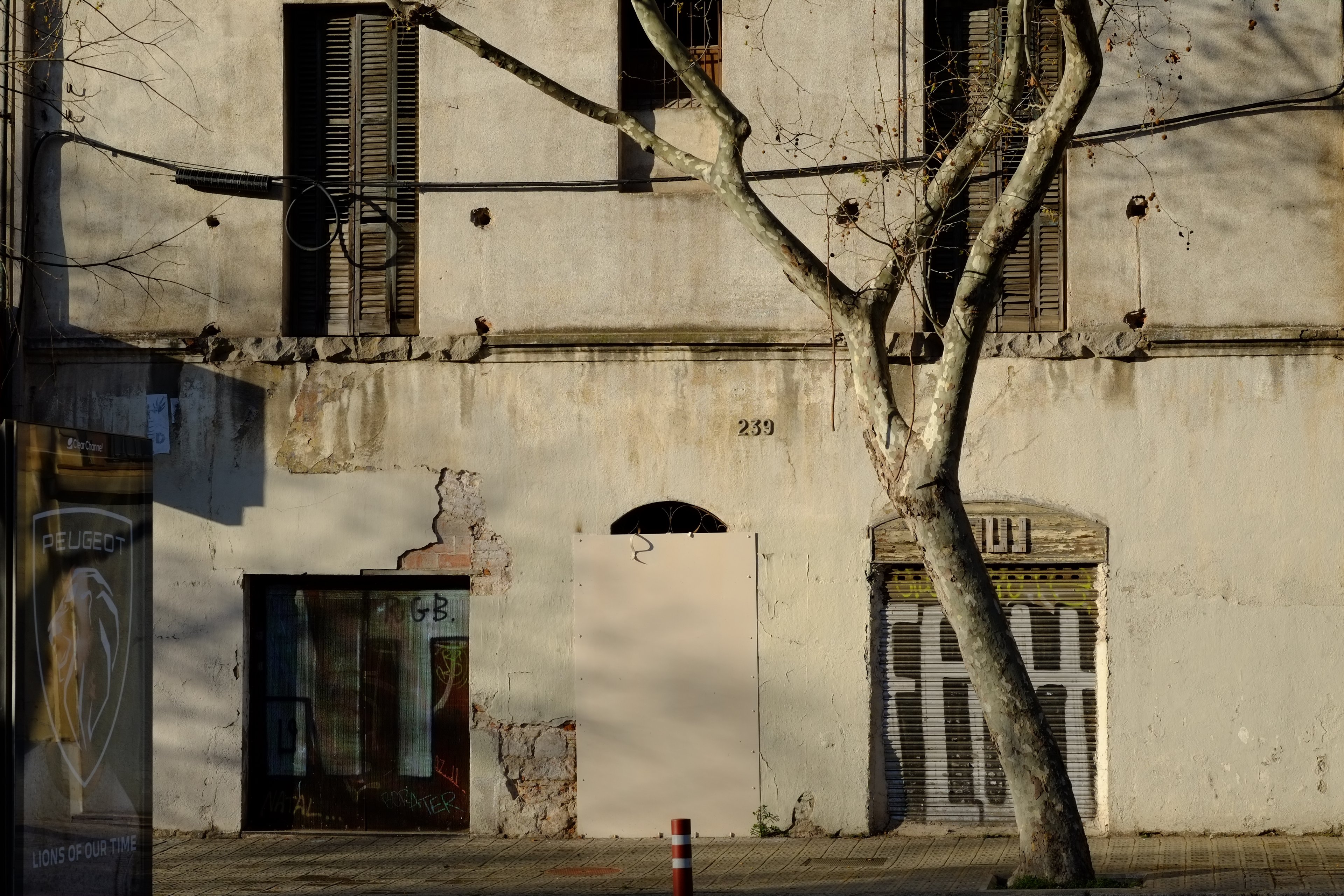 Morning sun rakes a peeling façade behind a bare plane tree