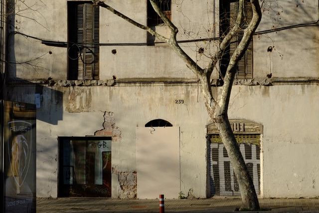 Morning sun rakes a peeling façade behind a bare plane tree