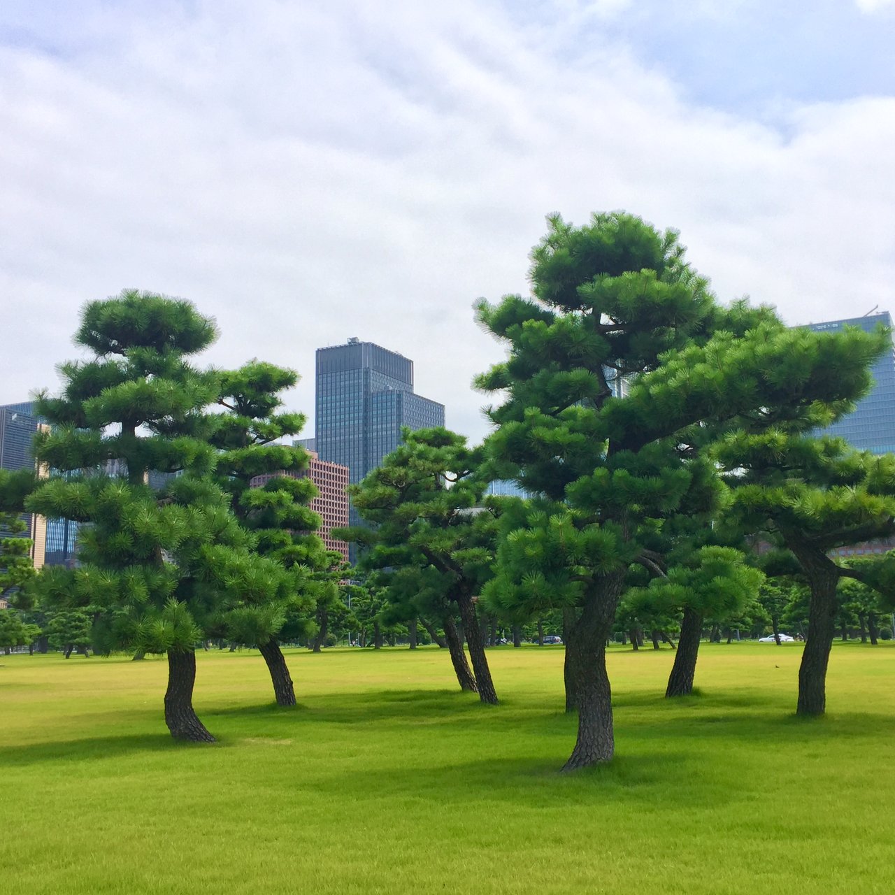 Sculpted pines on a lawn before Tokyo office towers, bright summer sky