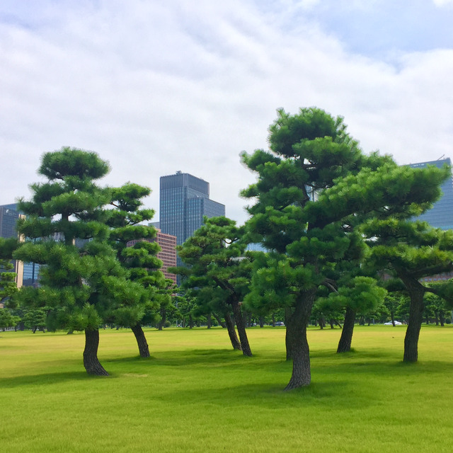 Sculpted pines on a lawn before Tokyo office towers, bright summer sky