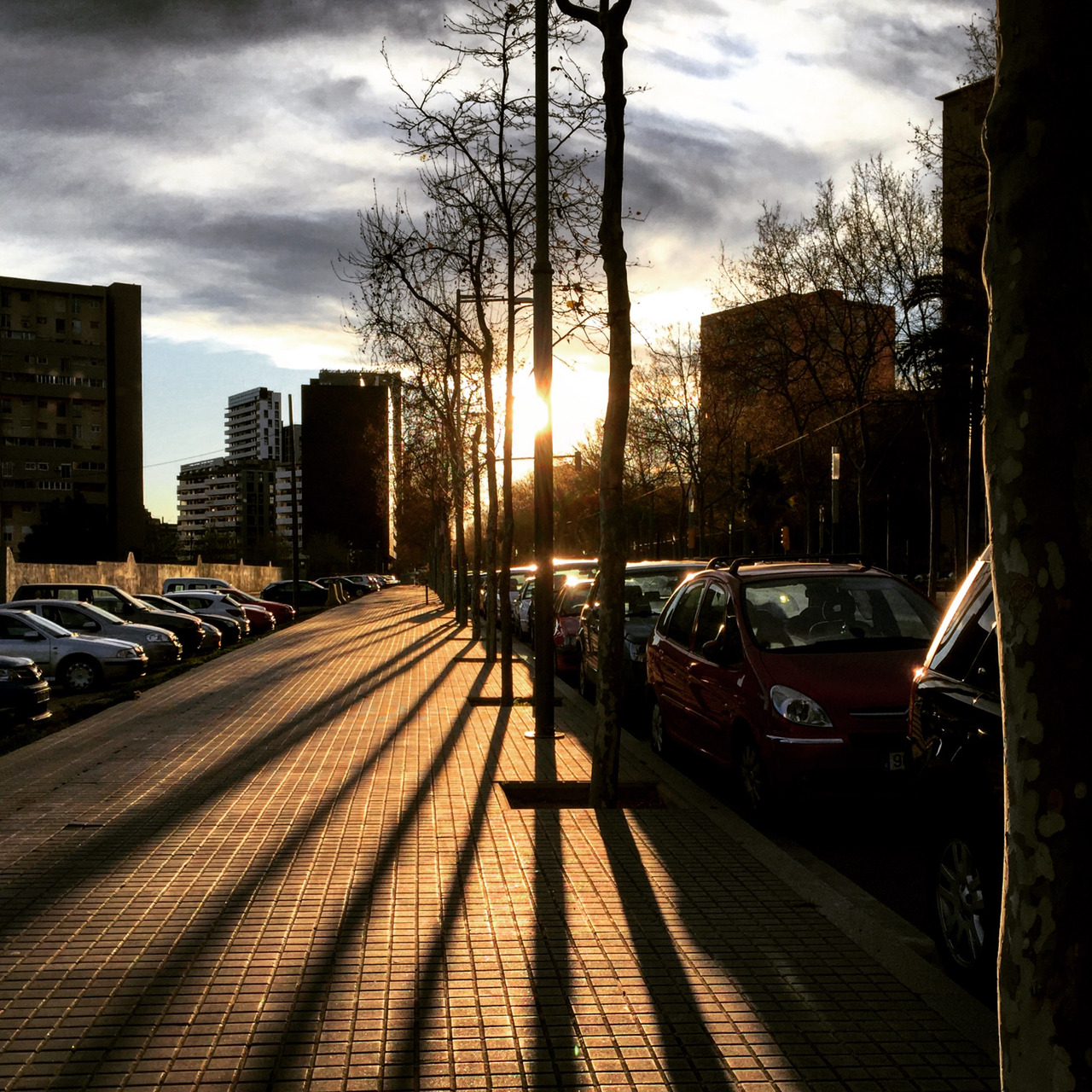 Low winter sun through bare plane trees throws long shadows across a paved Barcelona promenade, parked cars along its edge, tower blocks beyond