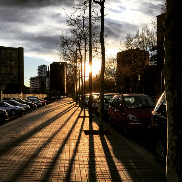Low winter sun through bare plane trees throws long shadows across a paved Barcelona promenade, parked cars along its edge, tower blocks beyond