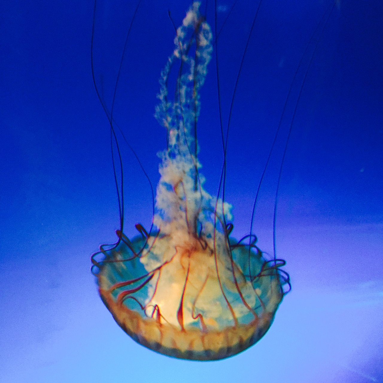 Jellyfish suspended against deep blue water, tentacles trailing