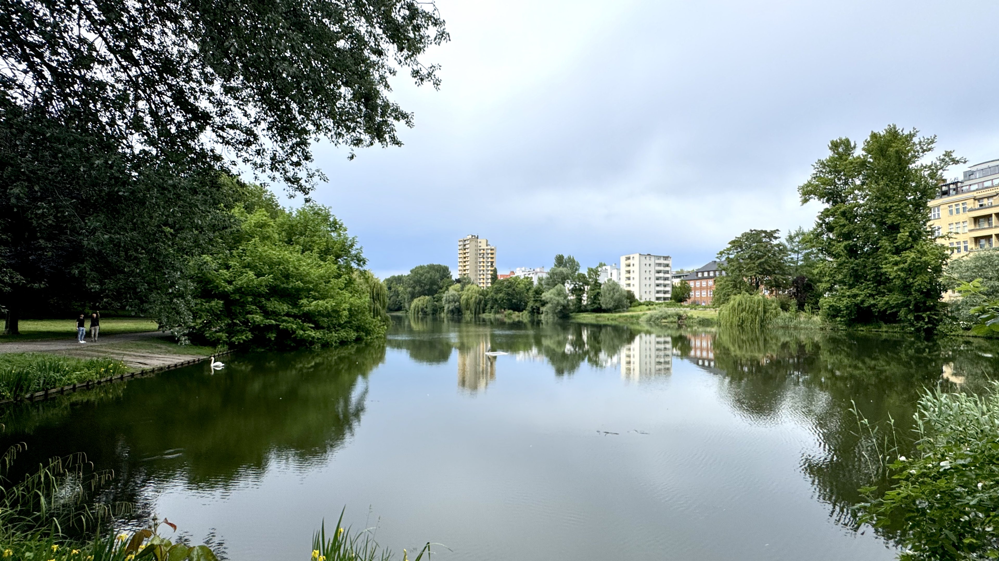 Swans on a still city lake ringed by park trees and apartment blocks