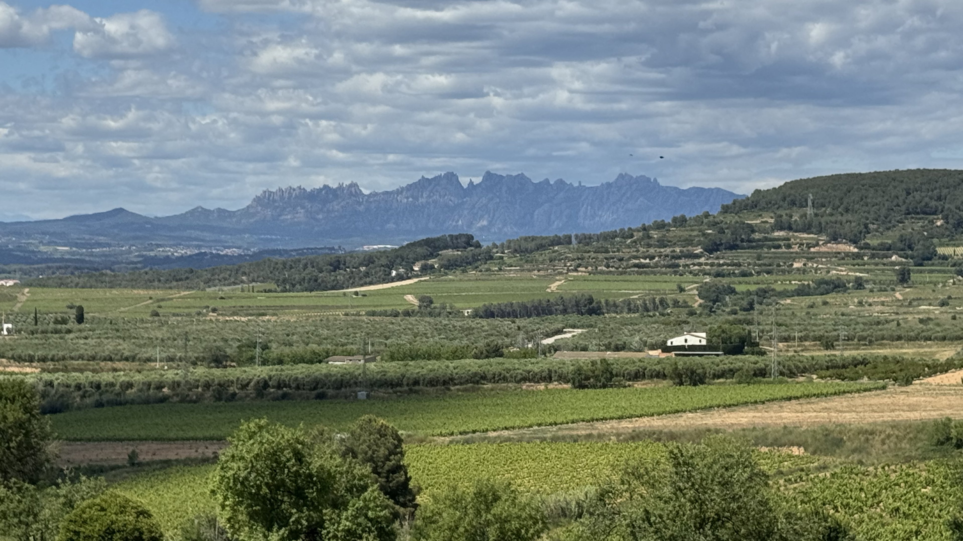 Vineyards and olive groves roll toward the serrated ridge of Montserrat