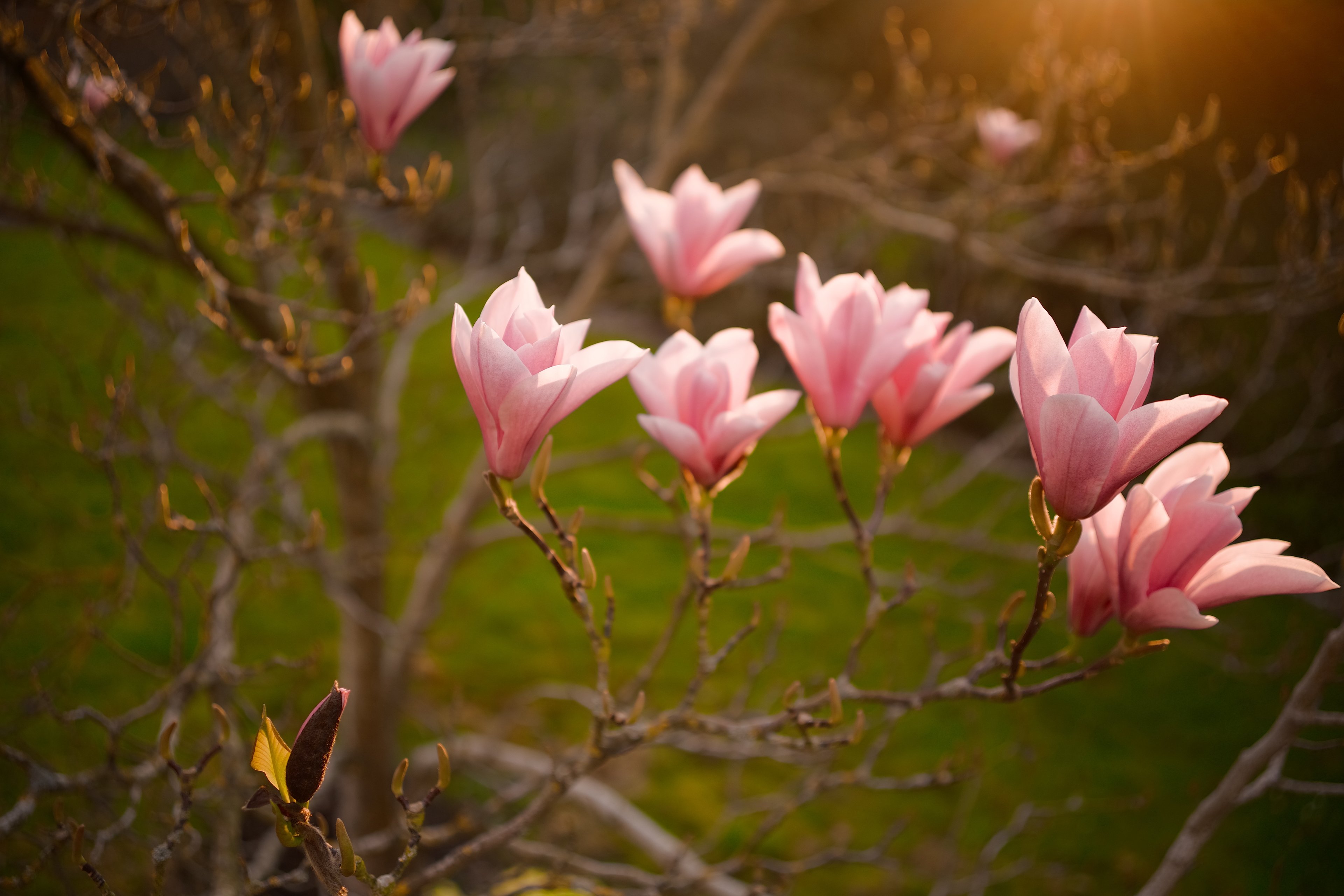 Pink magnolia blossoms backlit by low sun